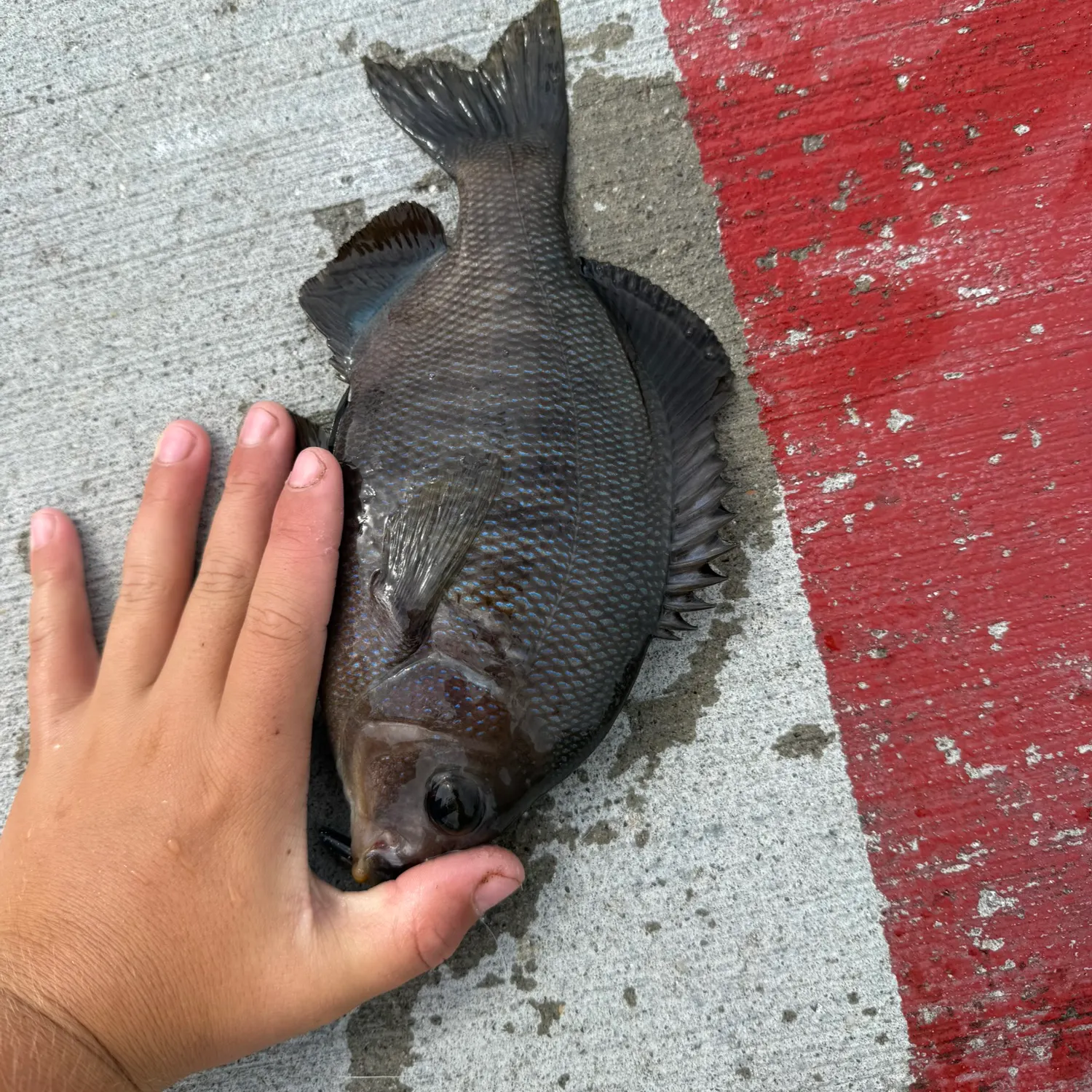 The most recent Black perch catches on Fishbrain