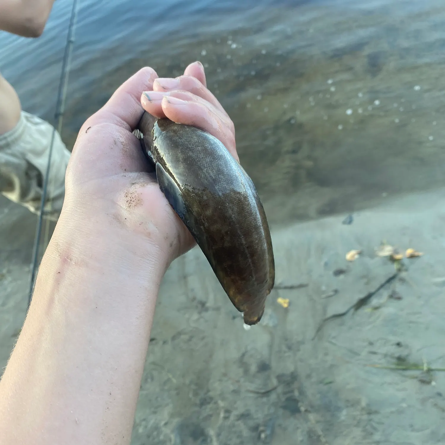 Burbot caught on Fishbrain
