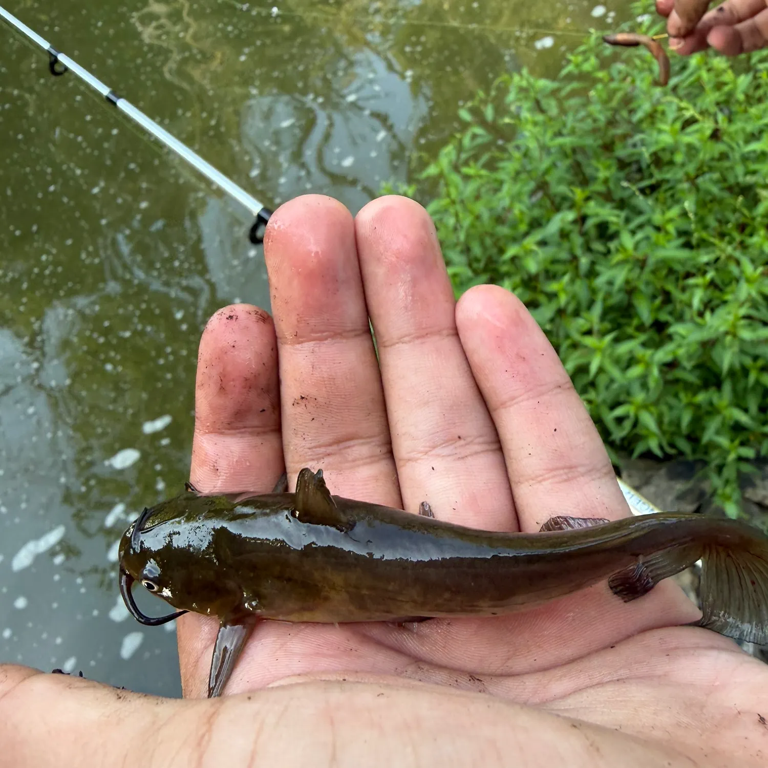 Yellow bullhead caught on Fishbrain