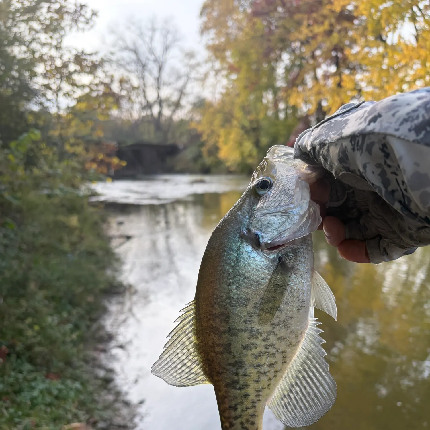 White crappie caught on Fishbrain