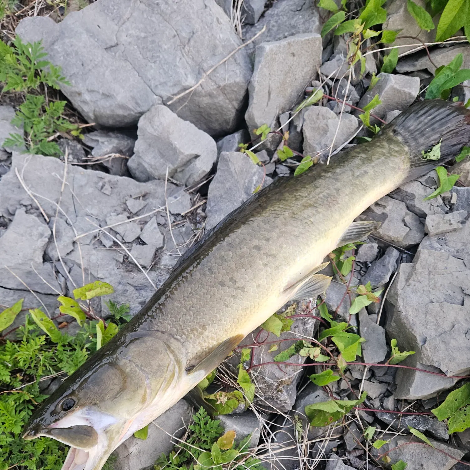 recently logged catches