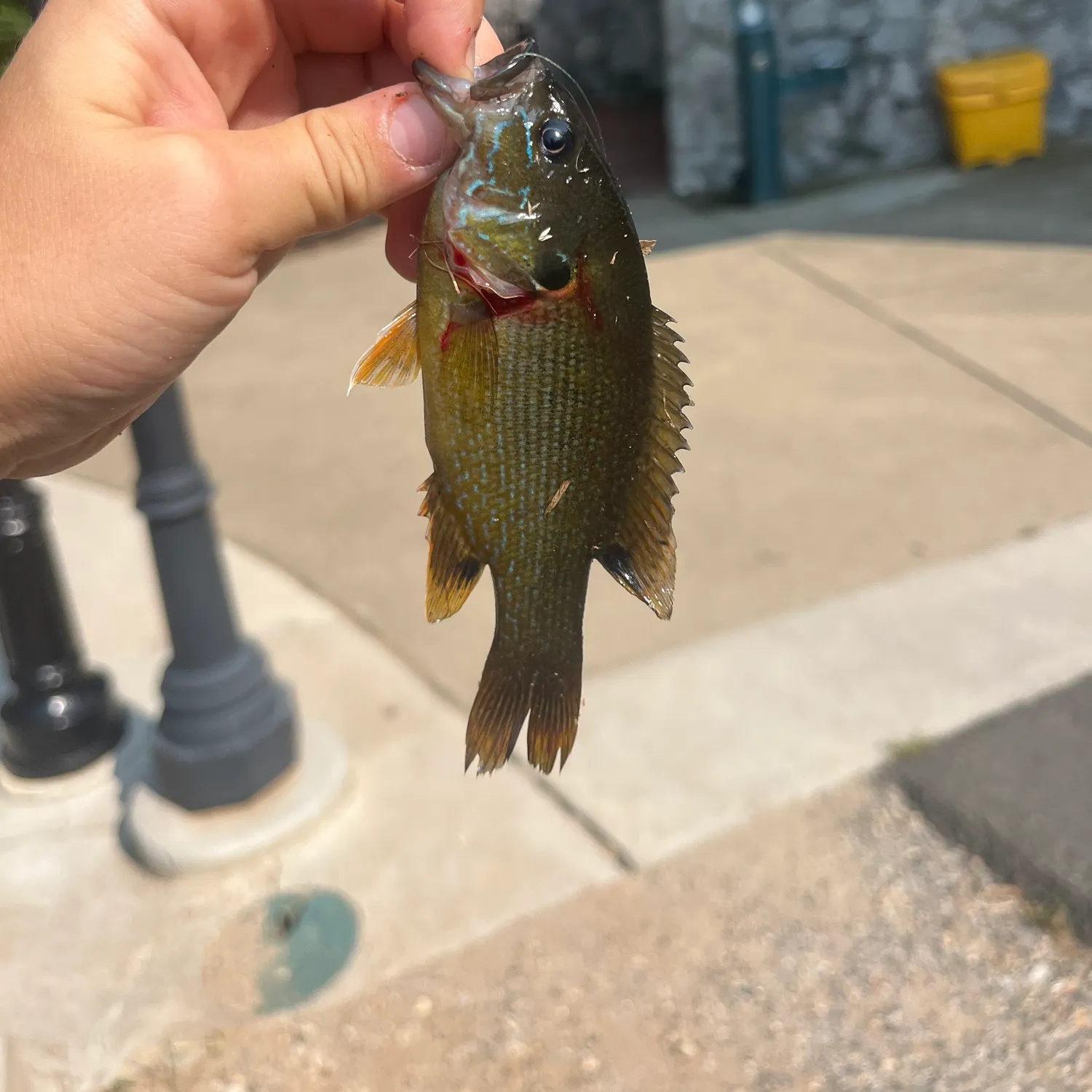 catch