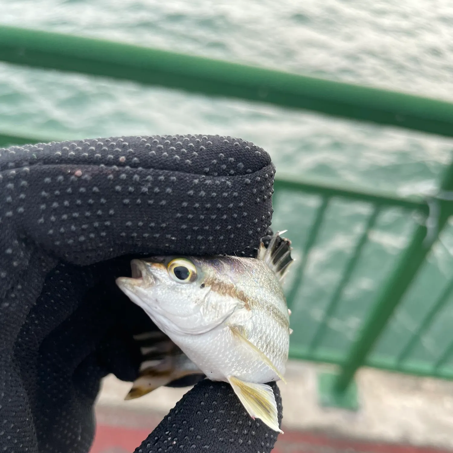 The most recent Spanish flag snapper catches on Fishbrain
