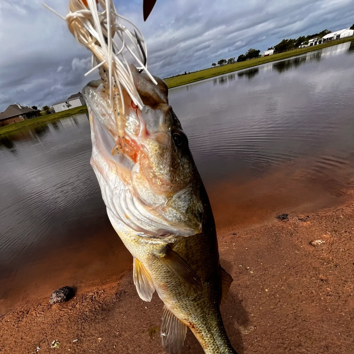 Fish caught on Fishbrain