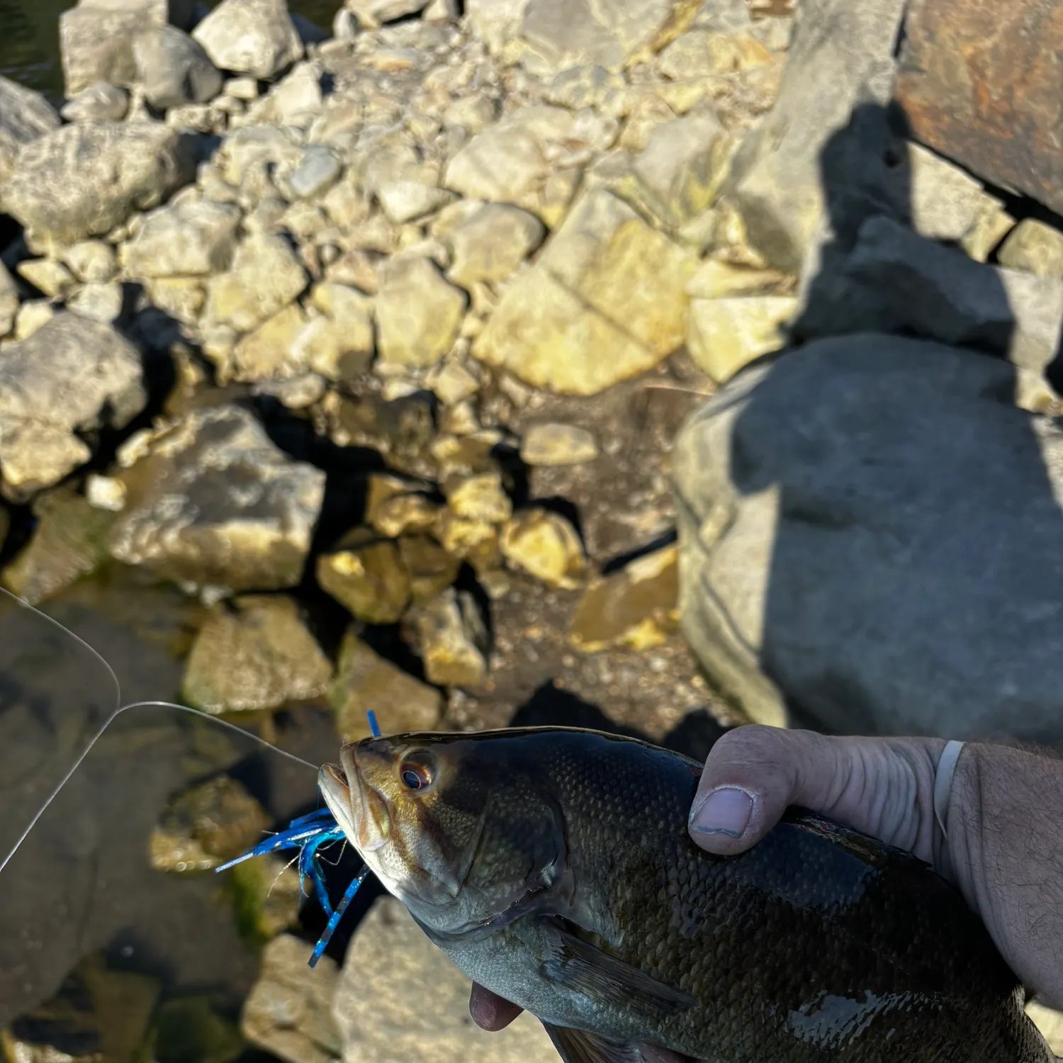 Smallmouth bass caught on Fishbrain