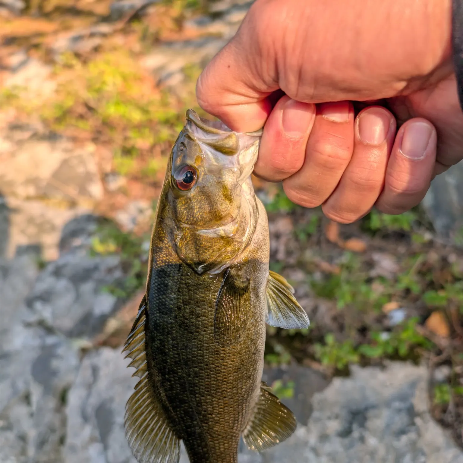 Smallmouth bass caught on Fishbrain