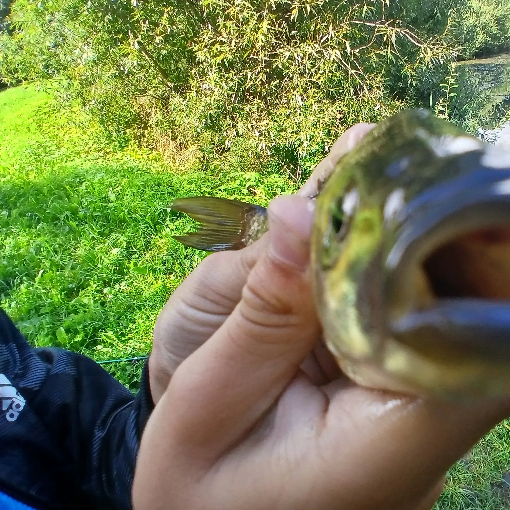 Common carp caught on Fishbrain