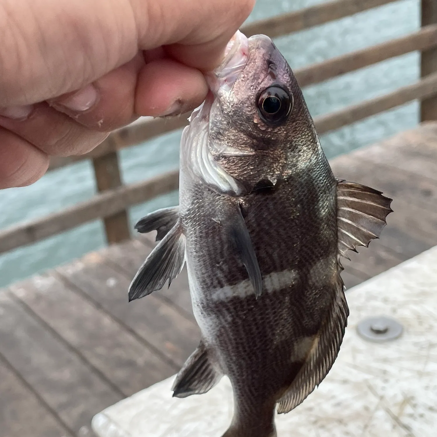 The most recent Black croaker catches on Fishbrain
