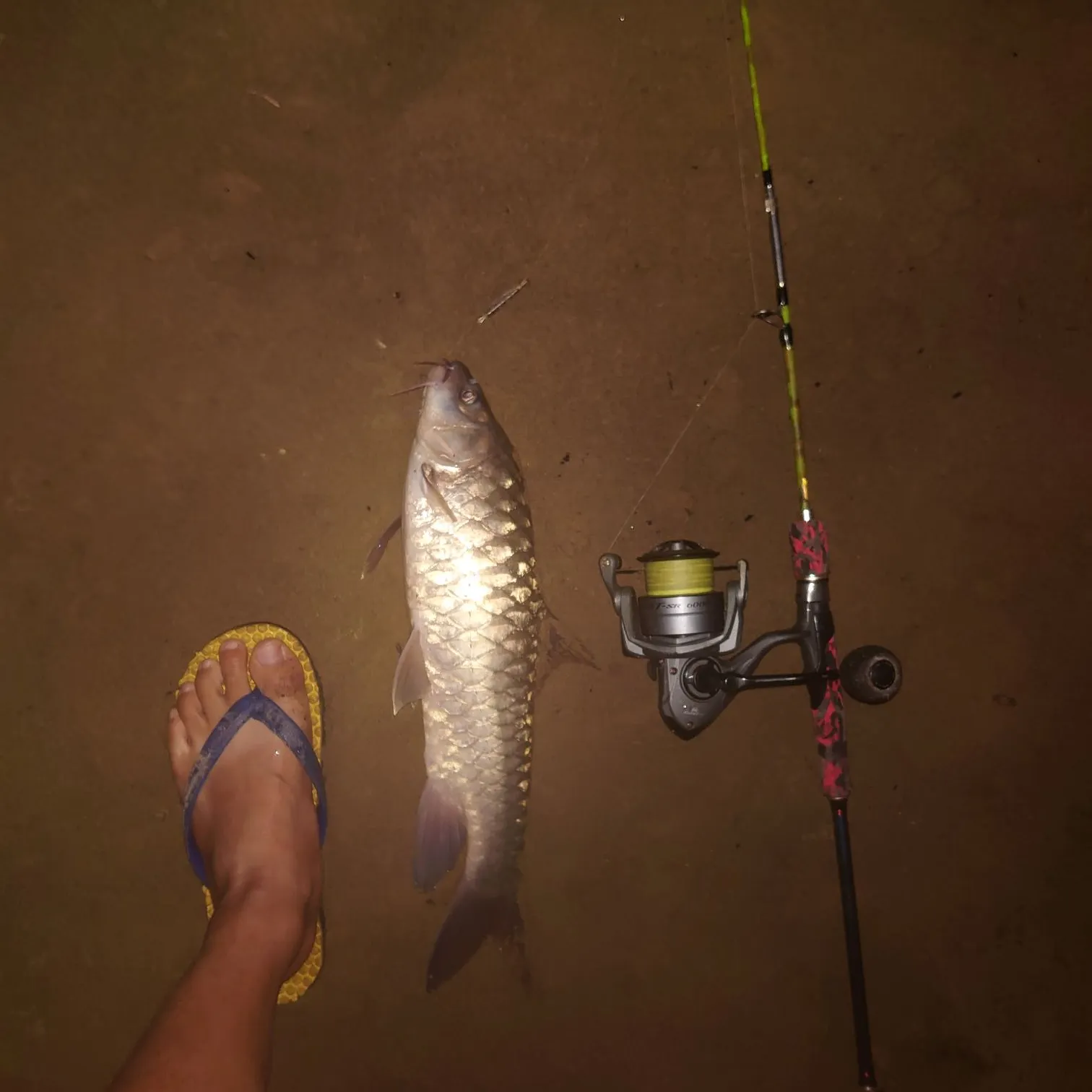 The most recent Golden mahseer catches on Fishbrain