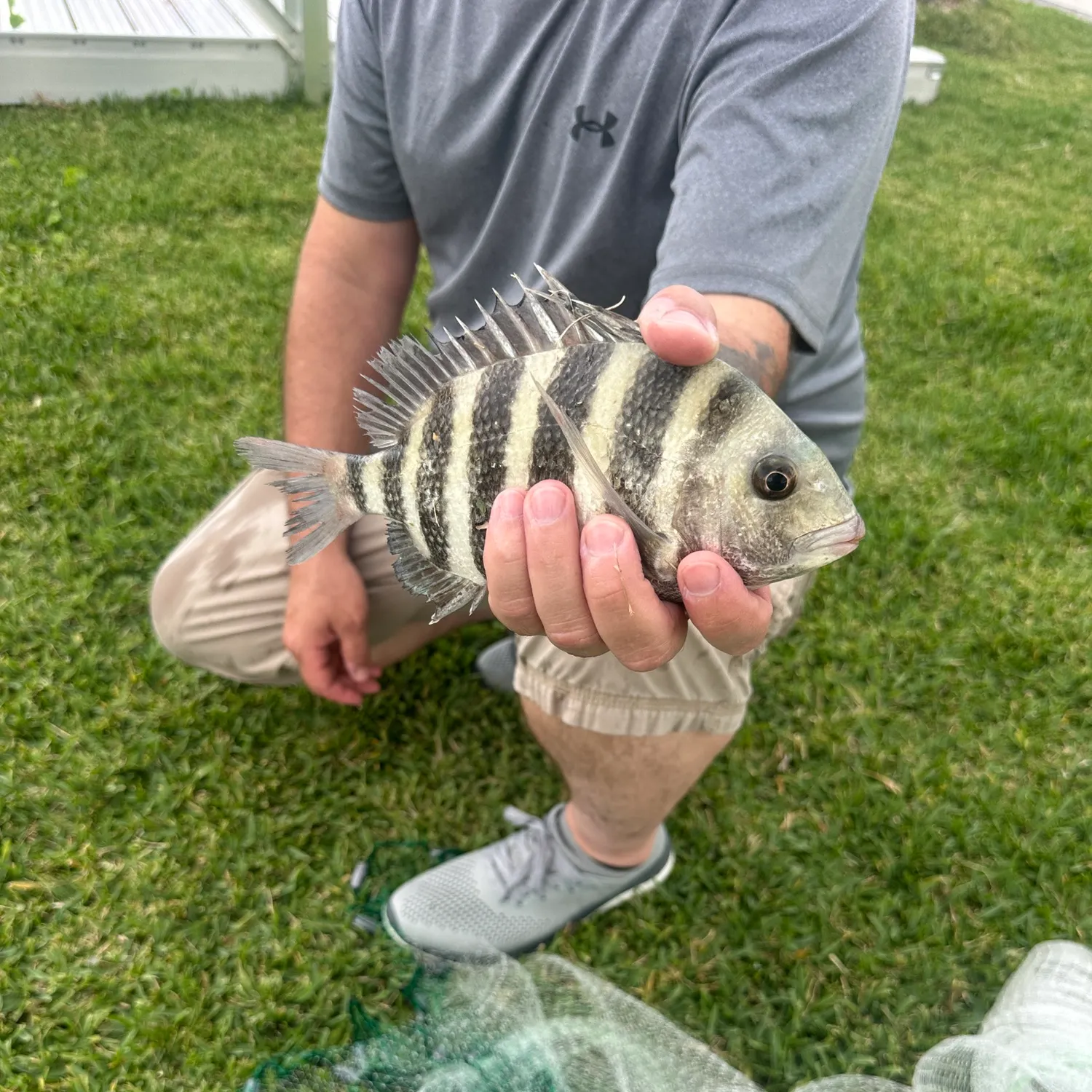 The most recent Sheepshead catches on Fishbrain