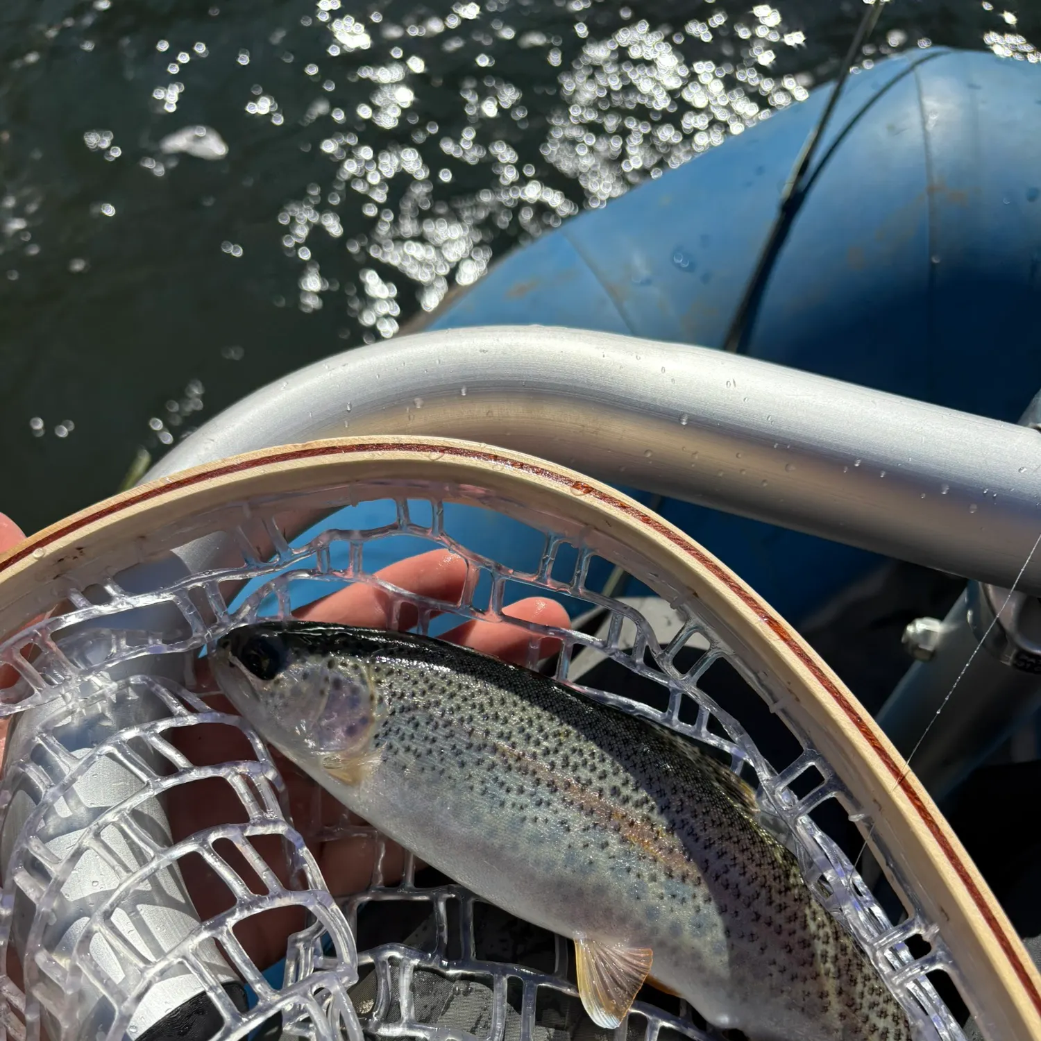 Rainbow trout caught on Fishbrain