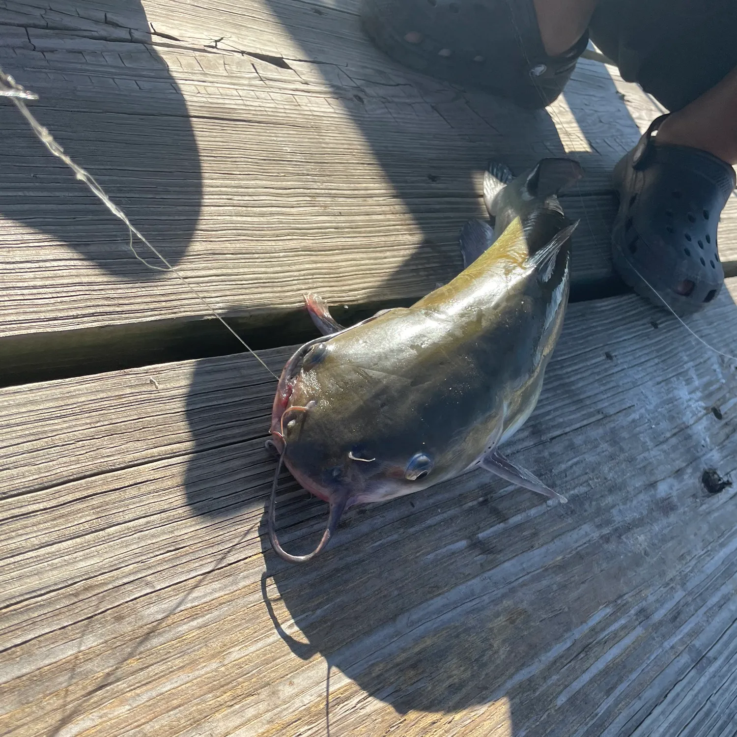Channel catfish caught on Fishbrain