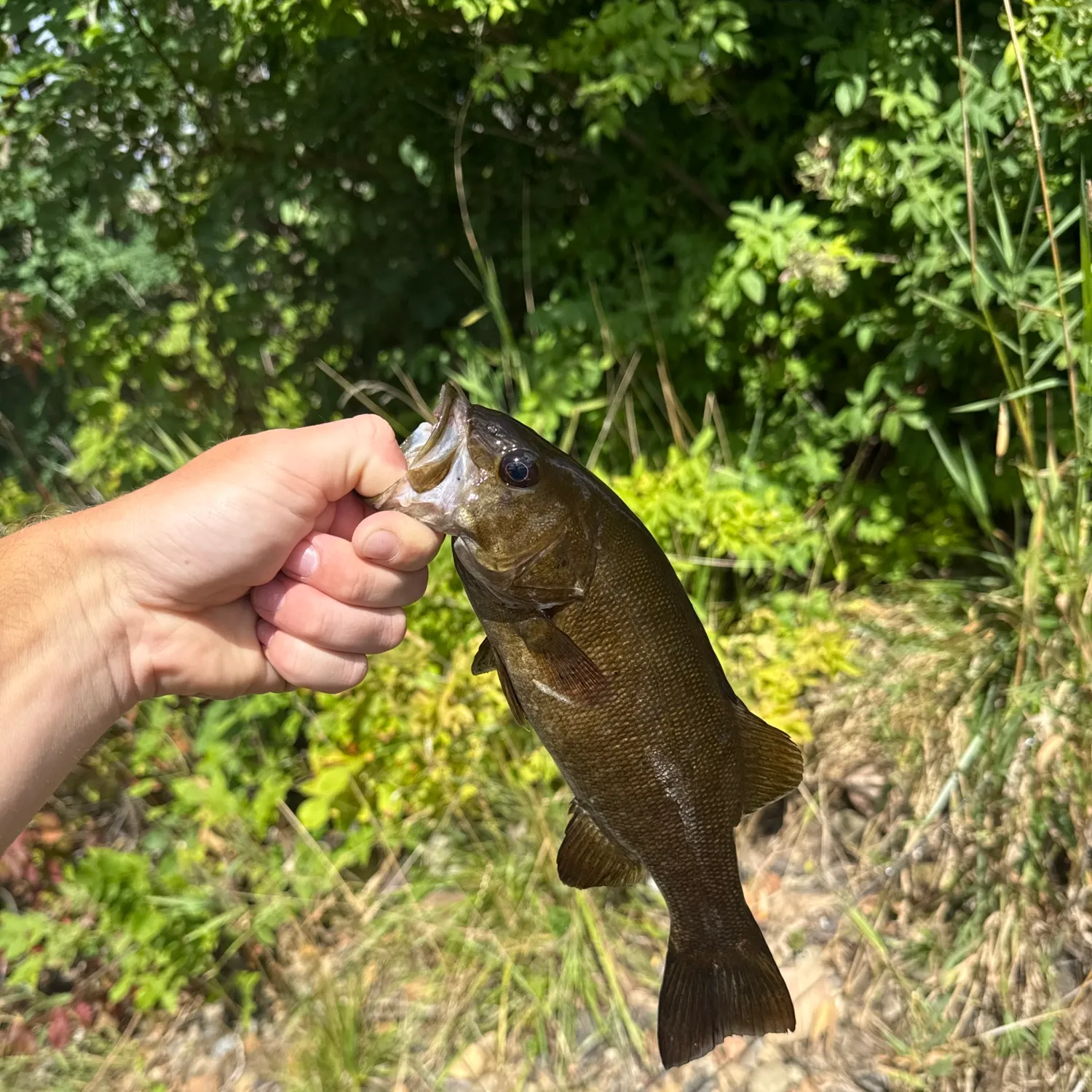Smallmouth bass caught on Fishbrain
