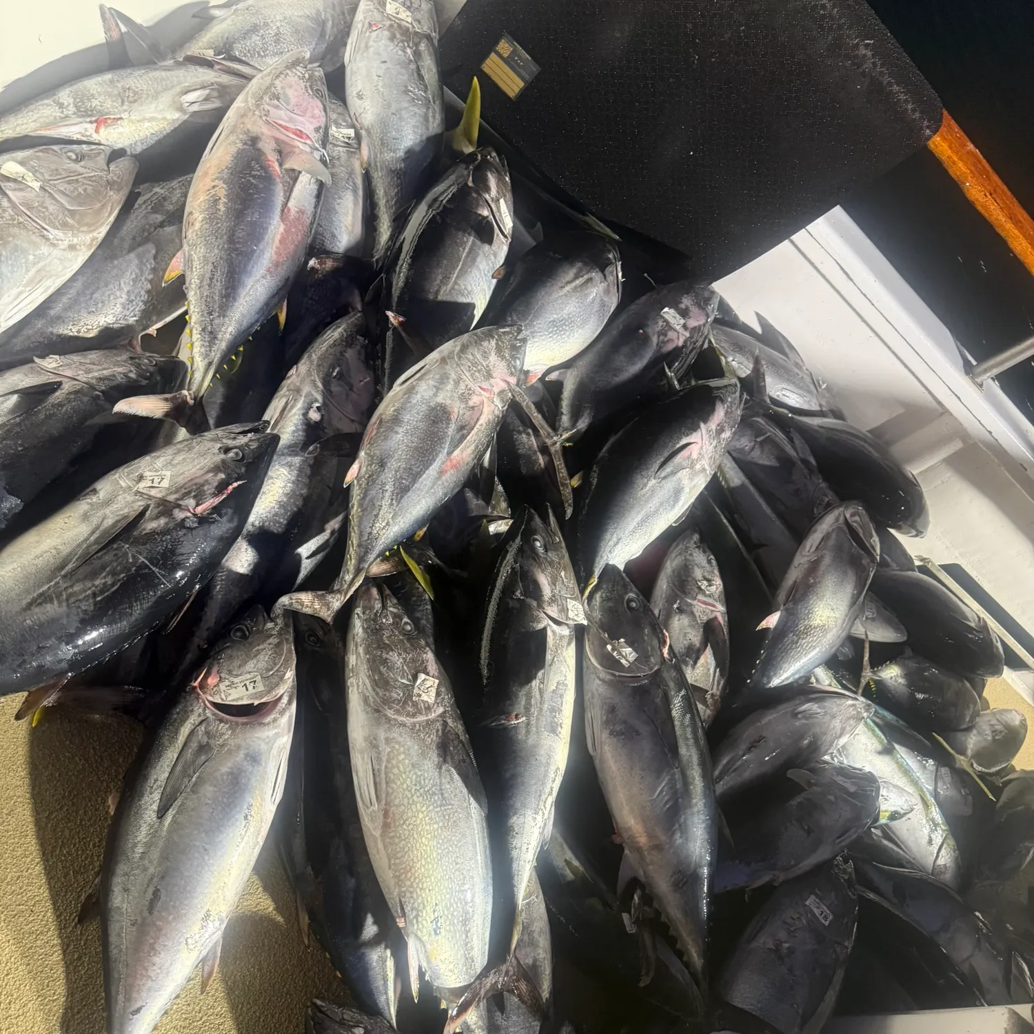 recently logged catches
