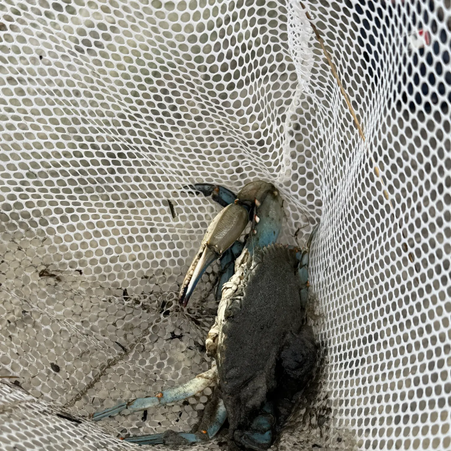 The most recent Blue crab catches on Fishbrain