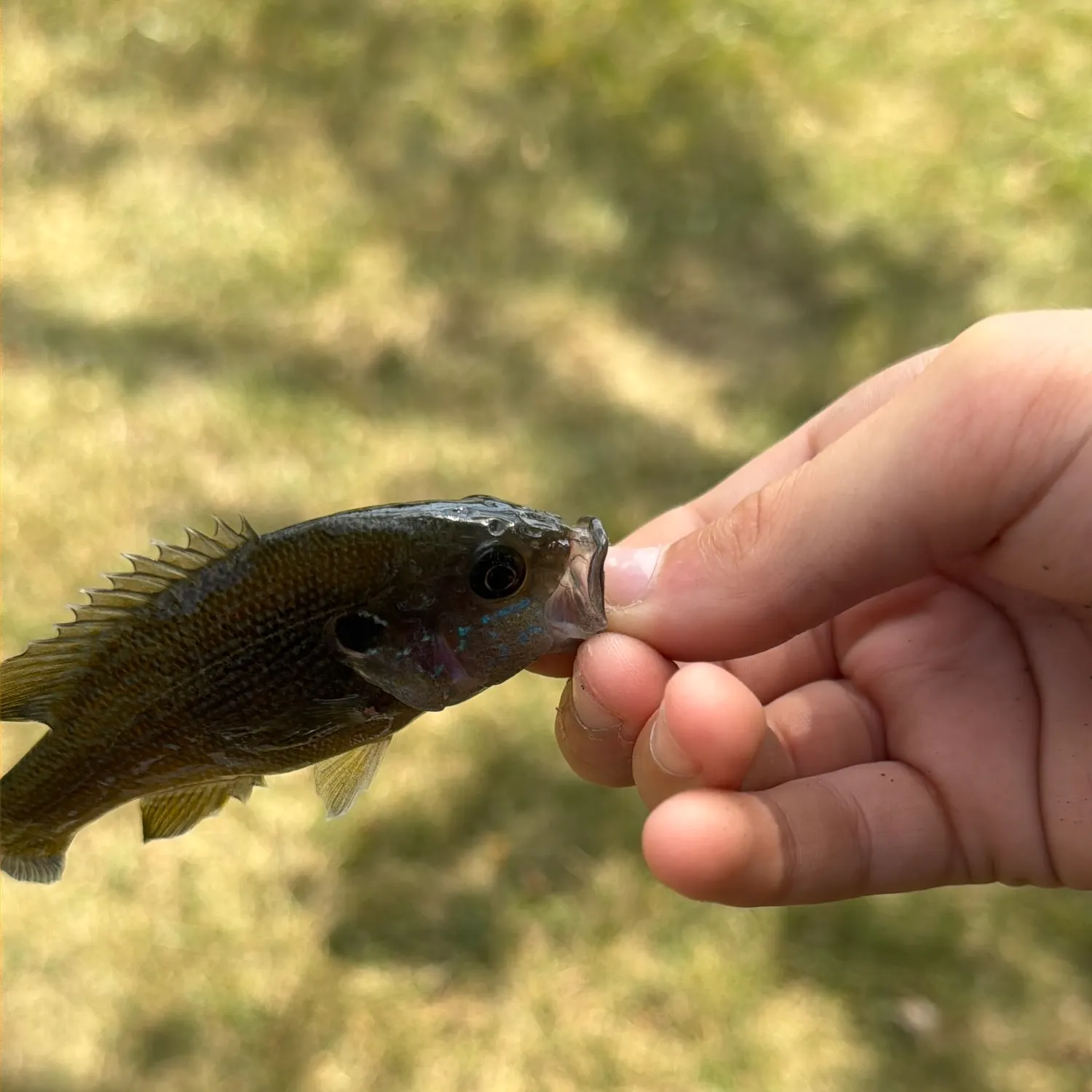Greengill hybrid caught on Fishbrain