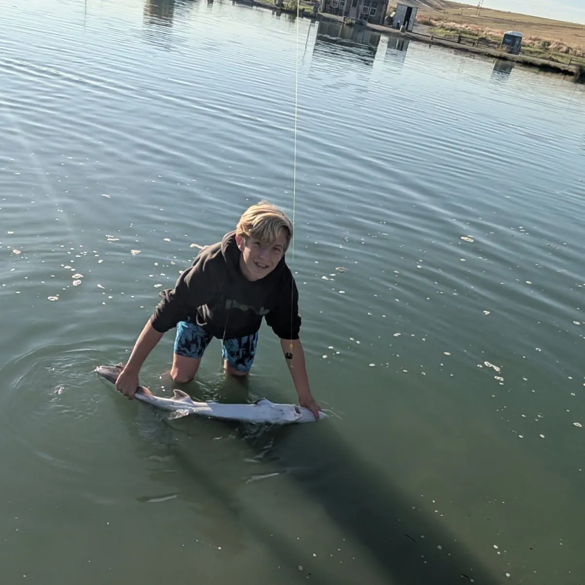 White sturgeon caught on Fishbrain