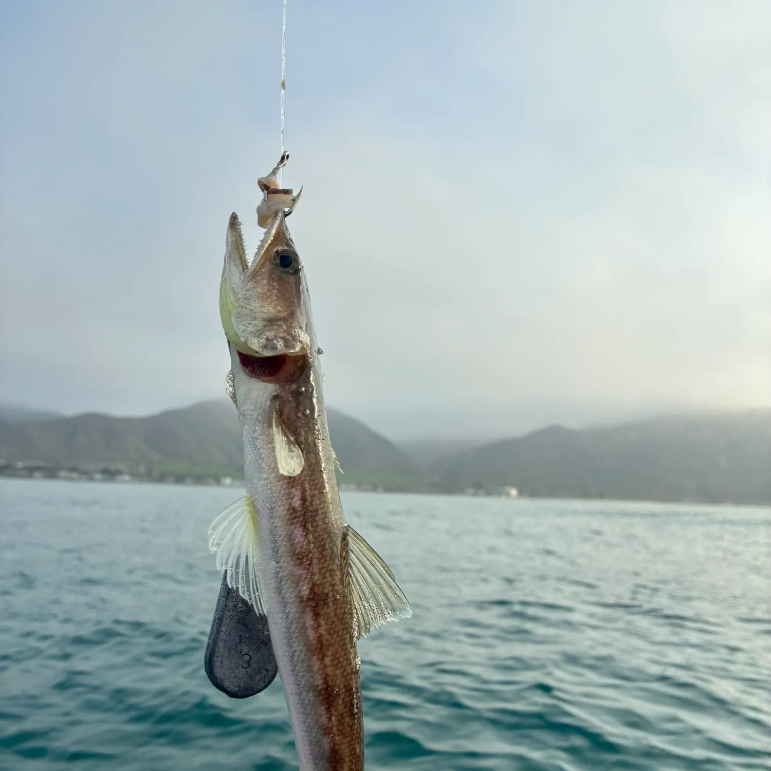 The most recent California lizardfish catches on Fishbrain
