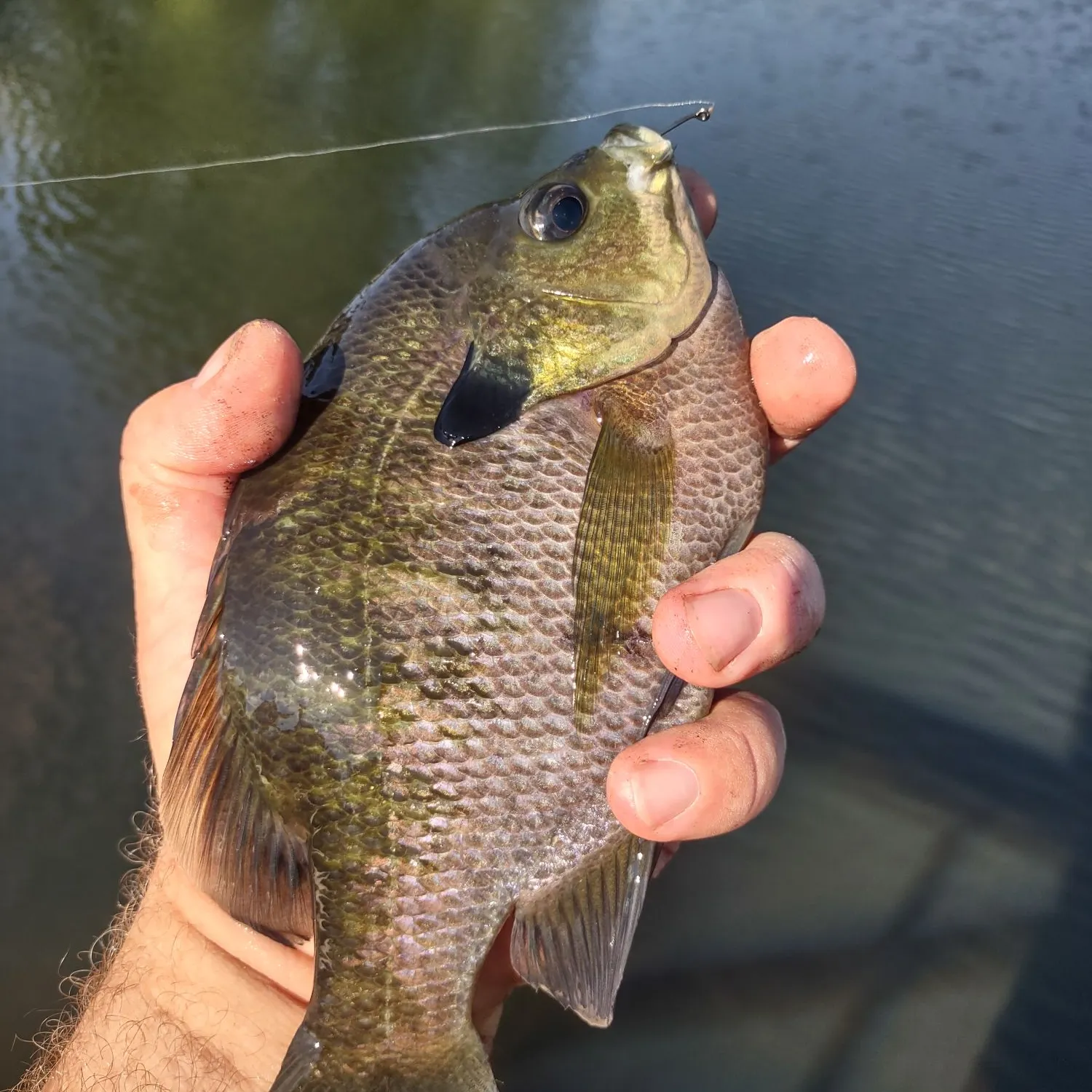 Bluegill caught on Fishbrain