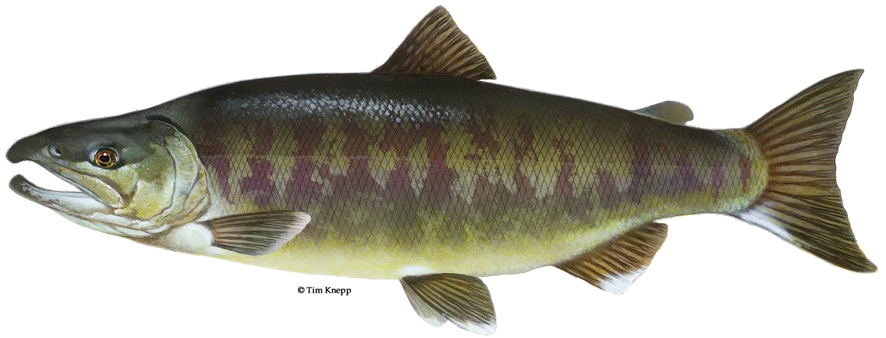 Chum salmon