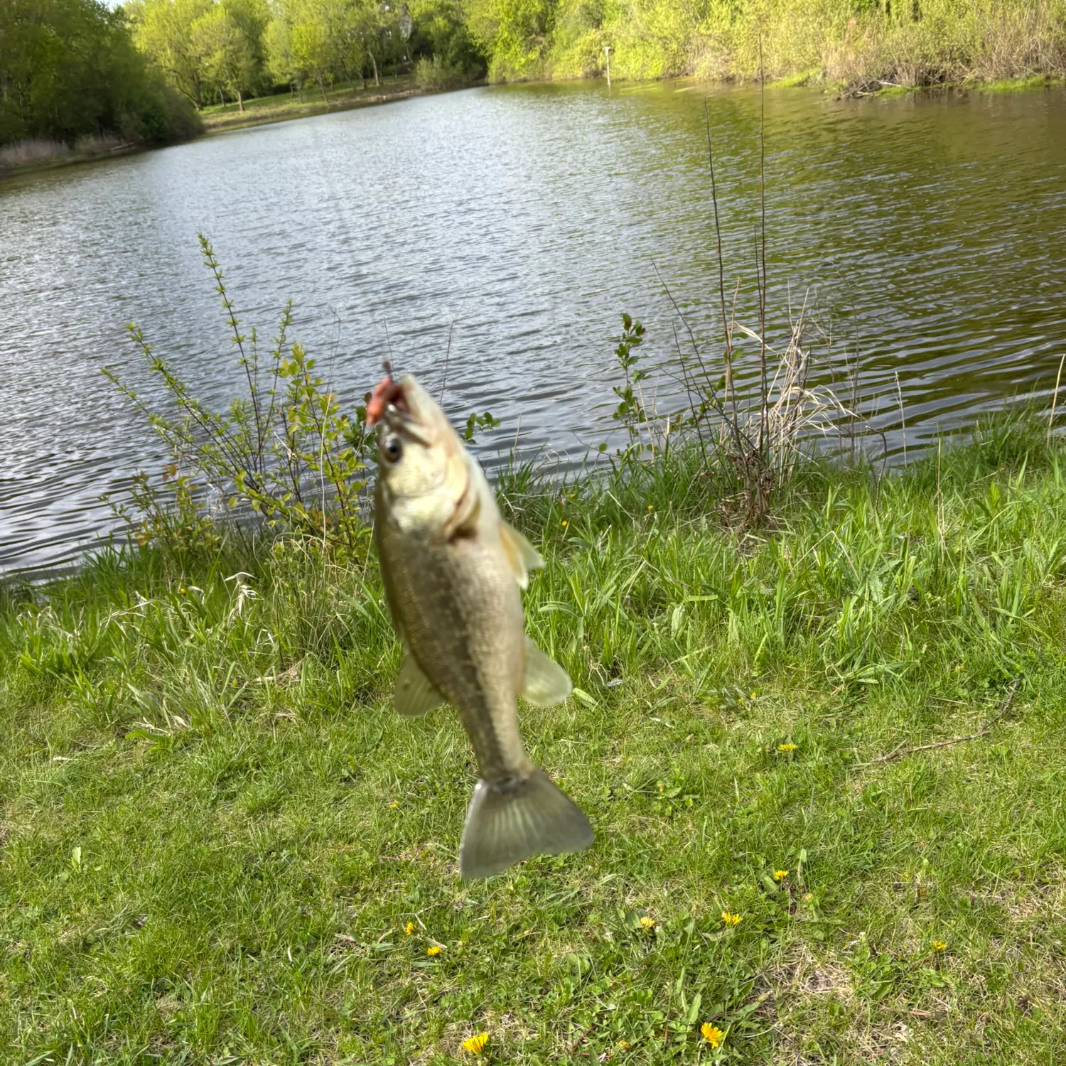 Largemouth bass caught on Fishbrain