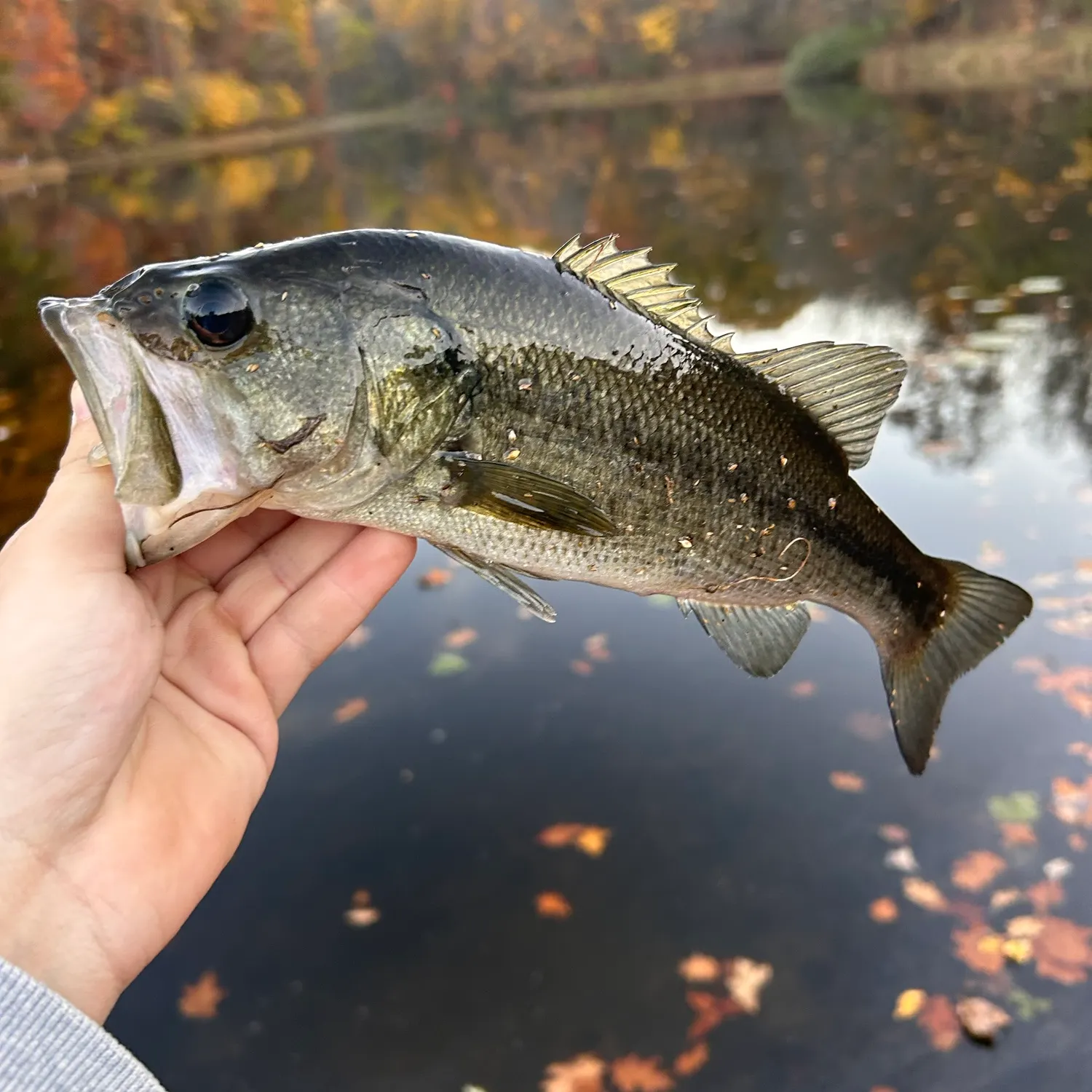 Largemouth bass caught on Fishbrain