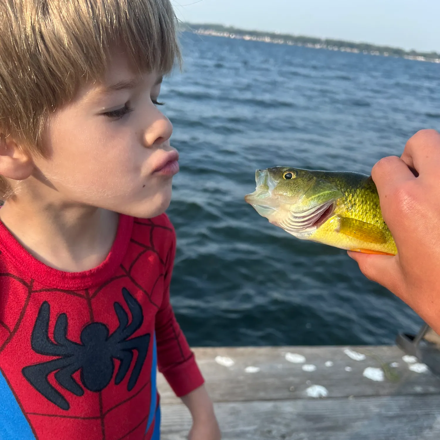 Yellow perch caught on Fishbrain