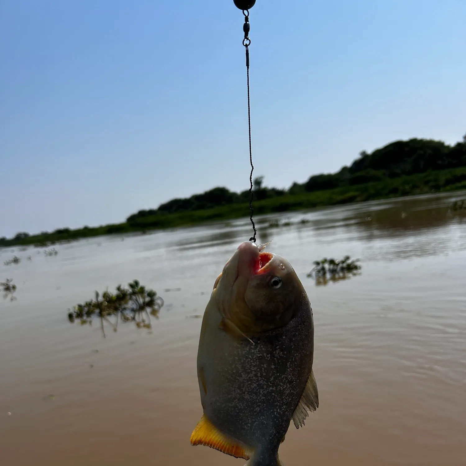 San Francisco piranha caught on Fishbrain