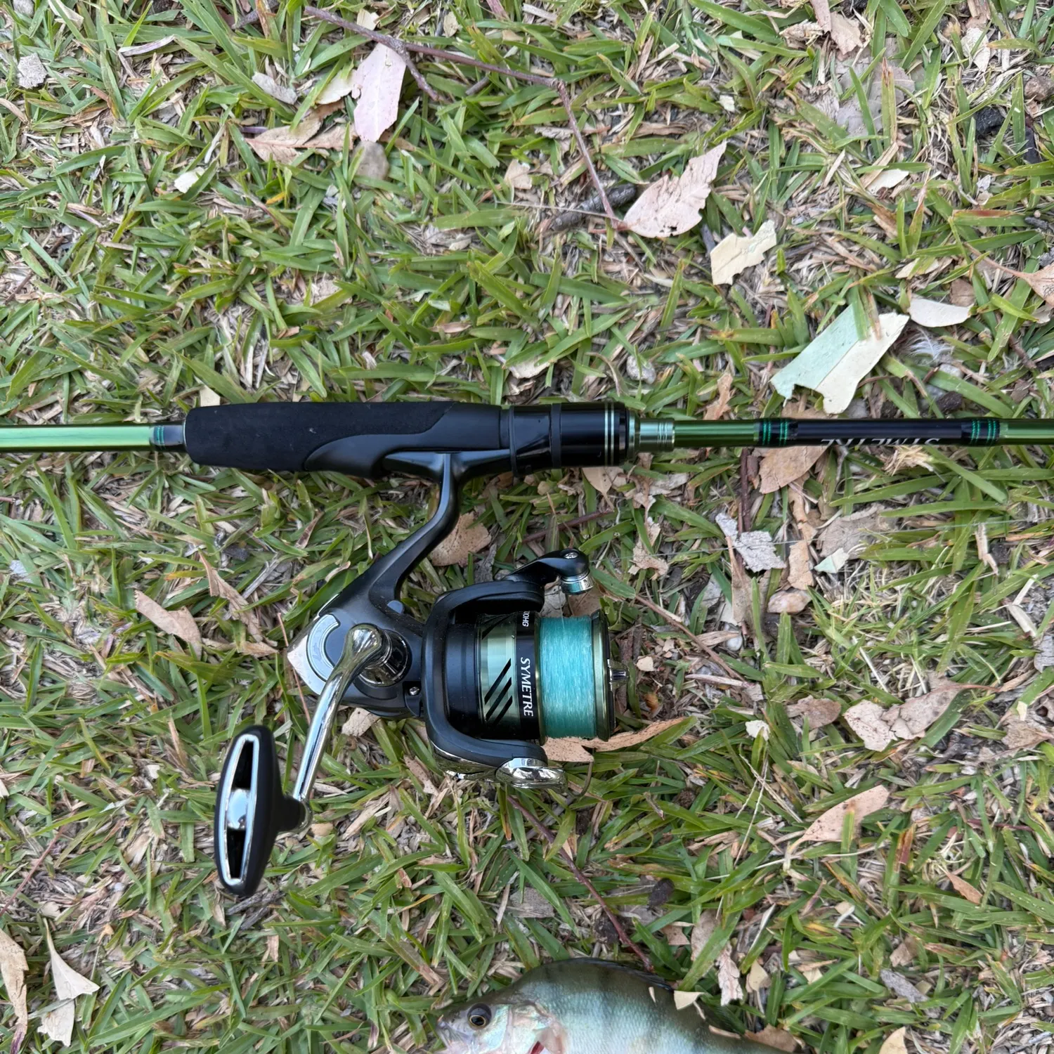 The most recent European perch catches on Fishbrain