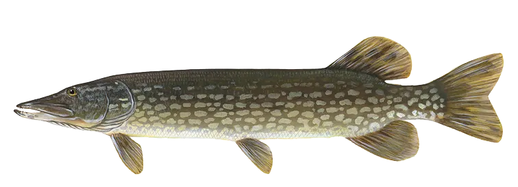 Northern pike