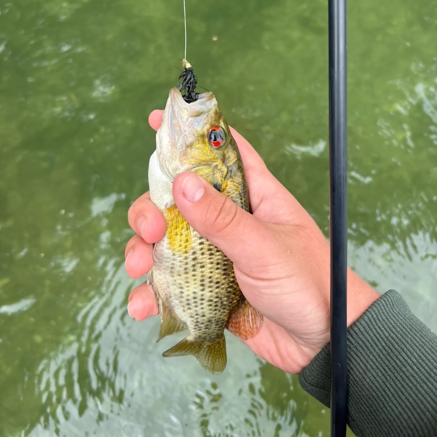 Rock bass caught on Fishbrain