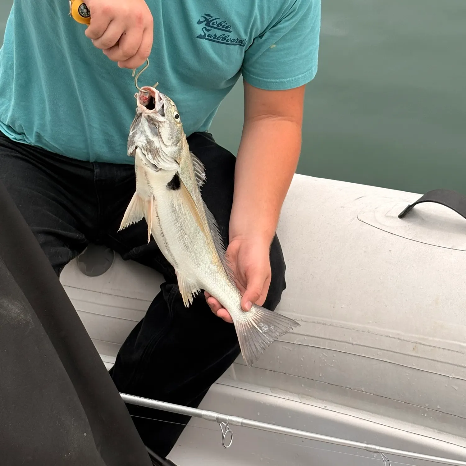 The most recent Spotfin croaker catches on Fishbrain