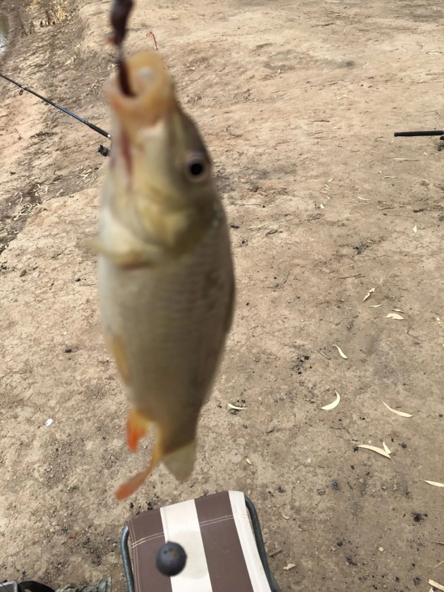 Post image from tziday5018