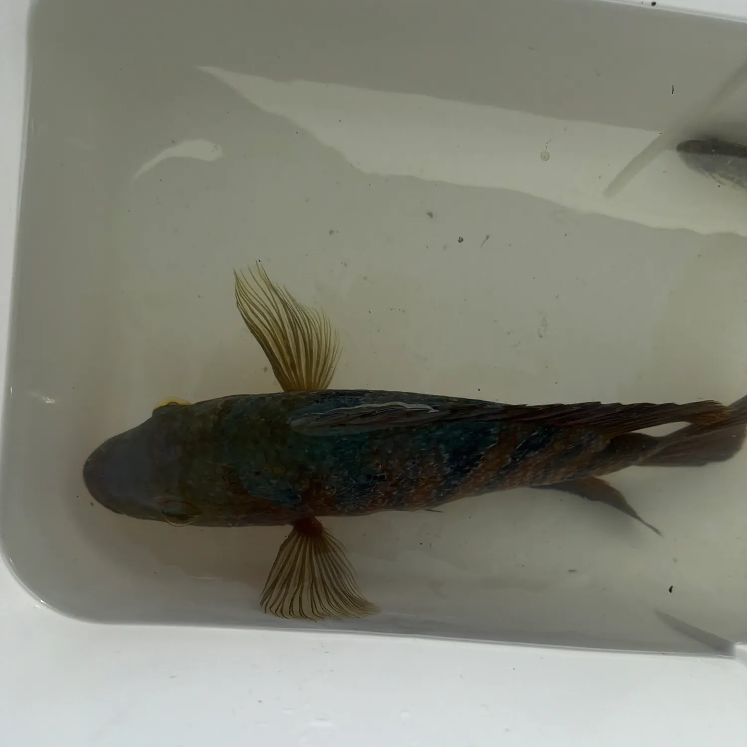 Mayan cichlid caught on Fishbrain
