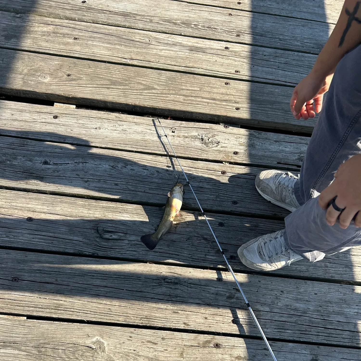 Yellow bullhead caught on Fishbrain
