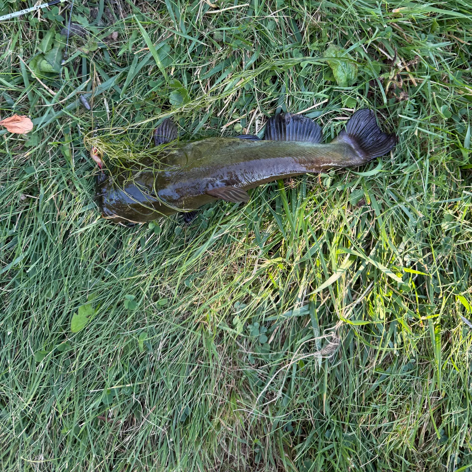 Yellow bullhead caught on Fishbrain