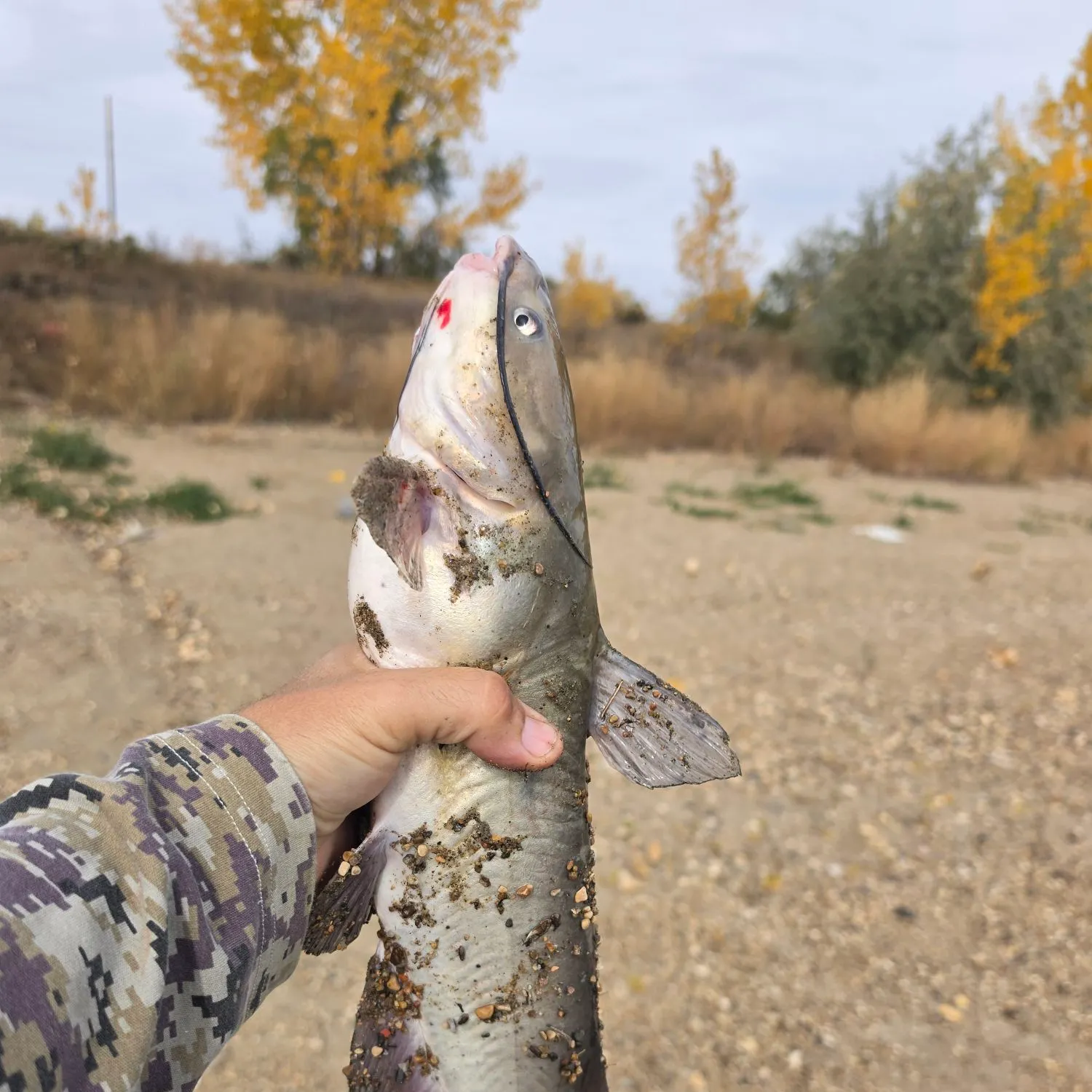 Channel catfish caught on Fishbrain