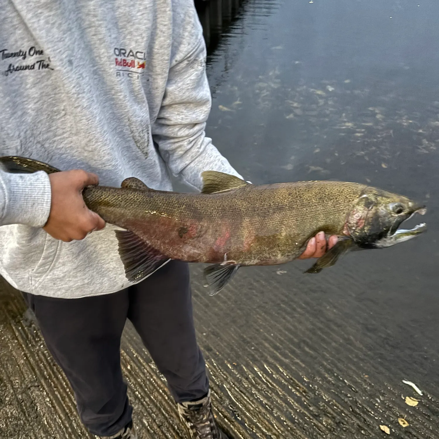 The most recent Coho salmon catches on Fishbrain