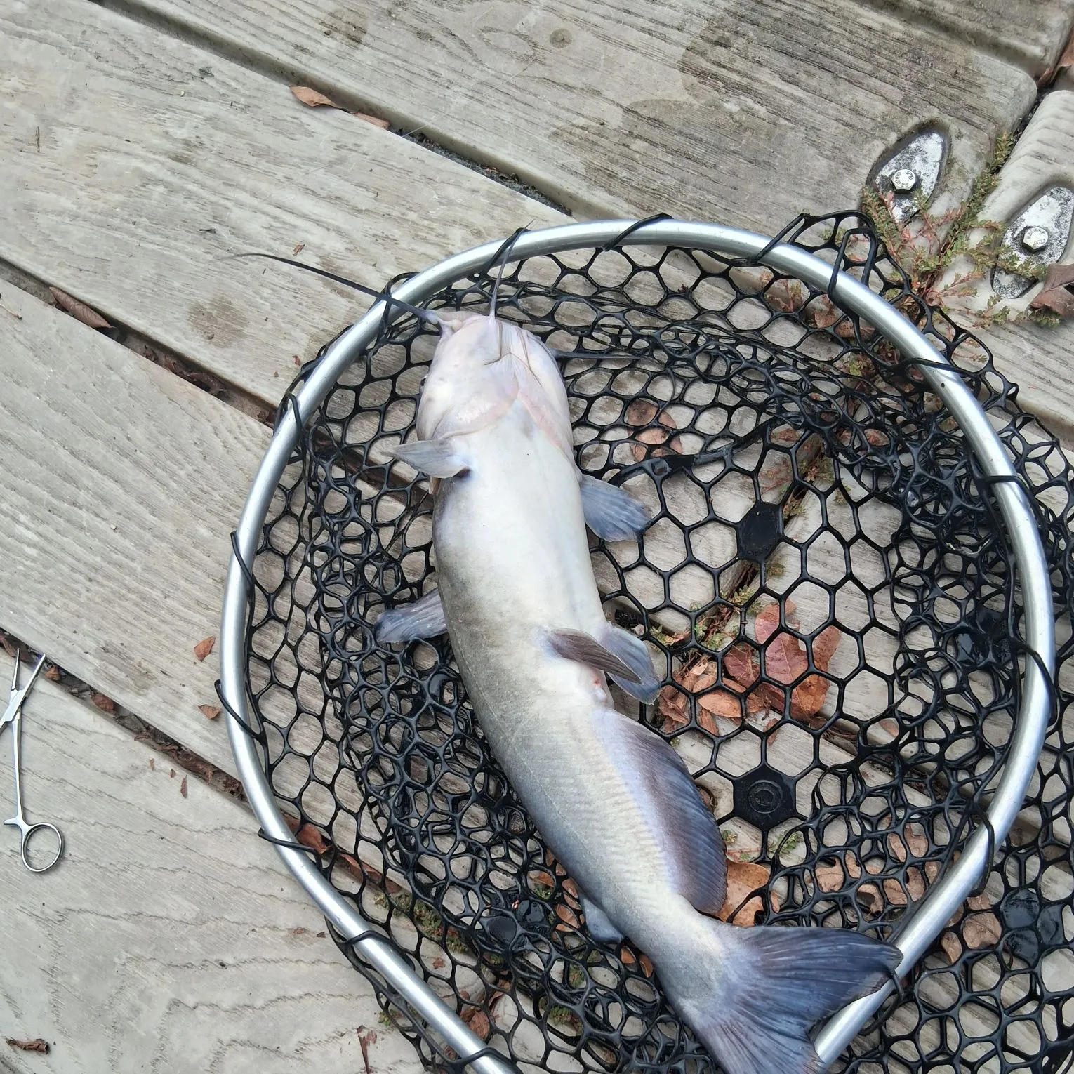 Channel catfish caught on Fishbrain
