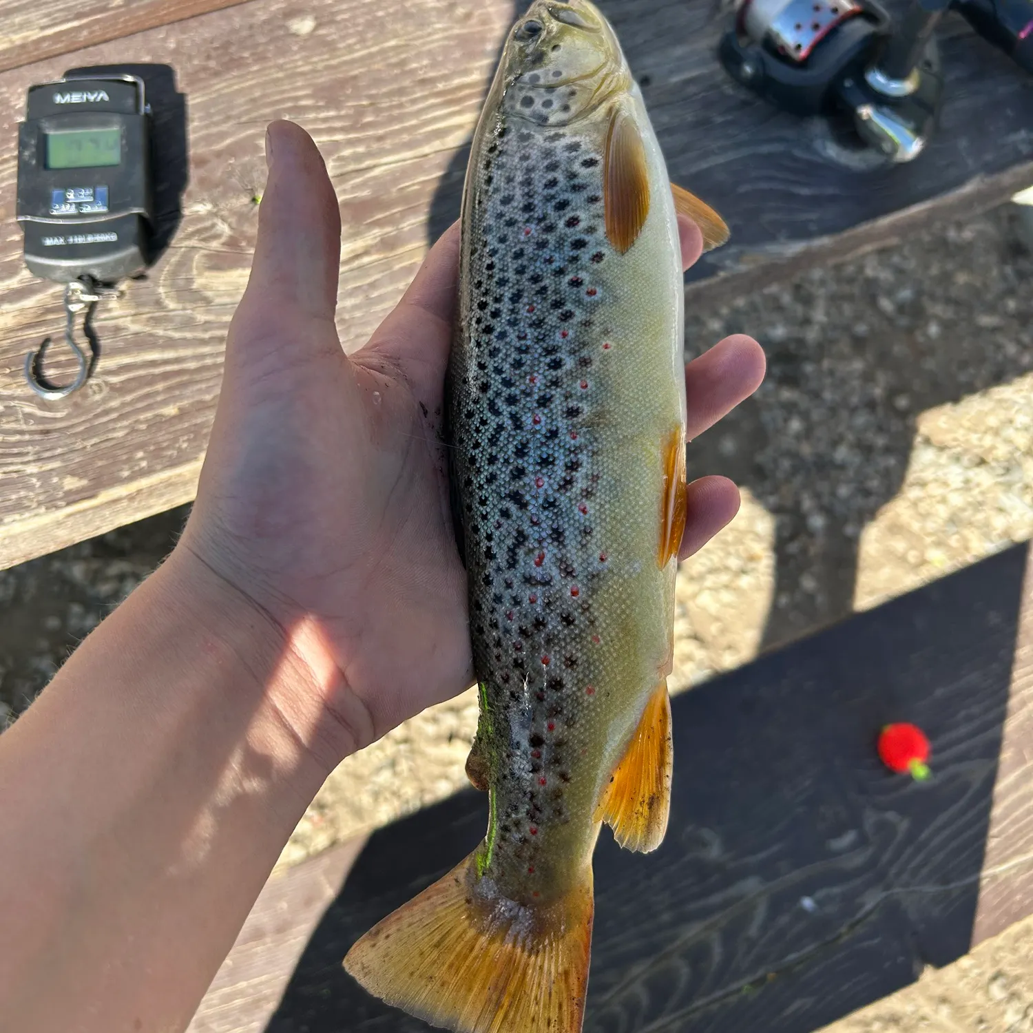 Brown trout caught on Fishbrain