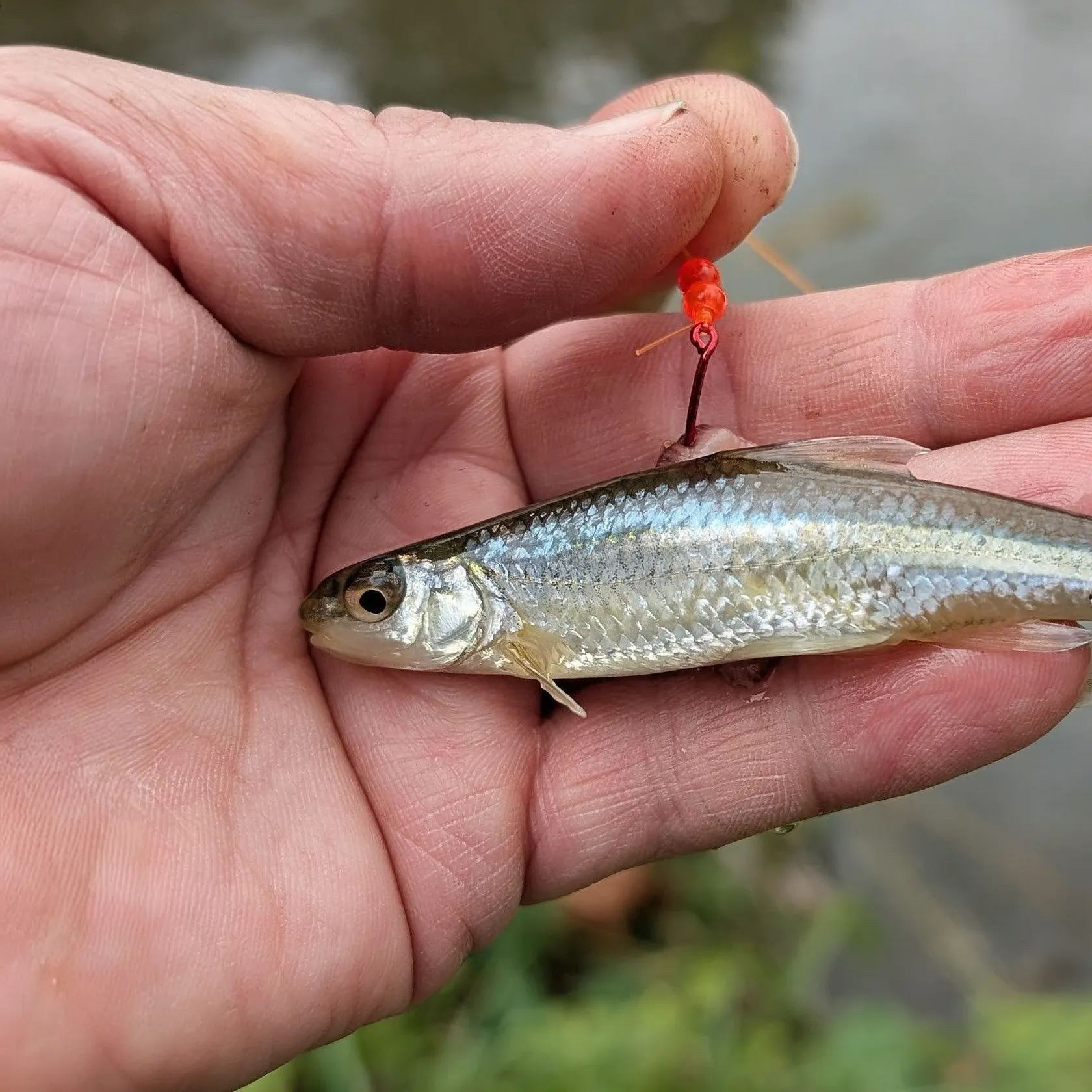 The most recent Spottail shiner catches on Fishbrain