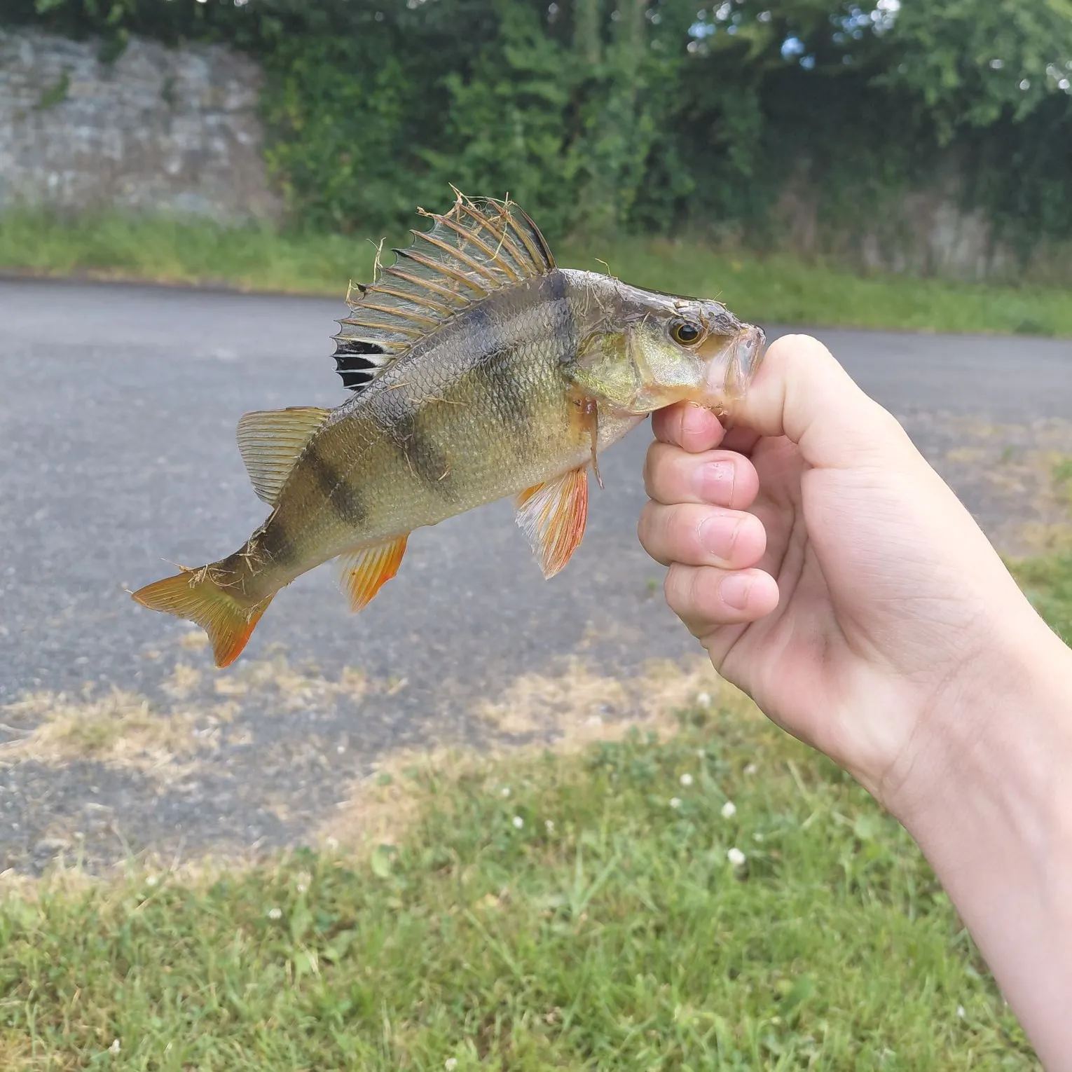catch