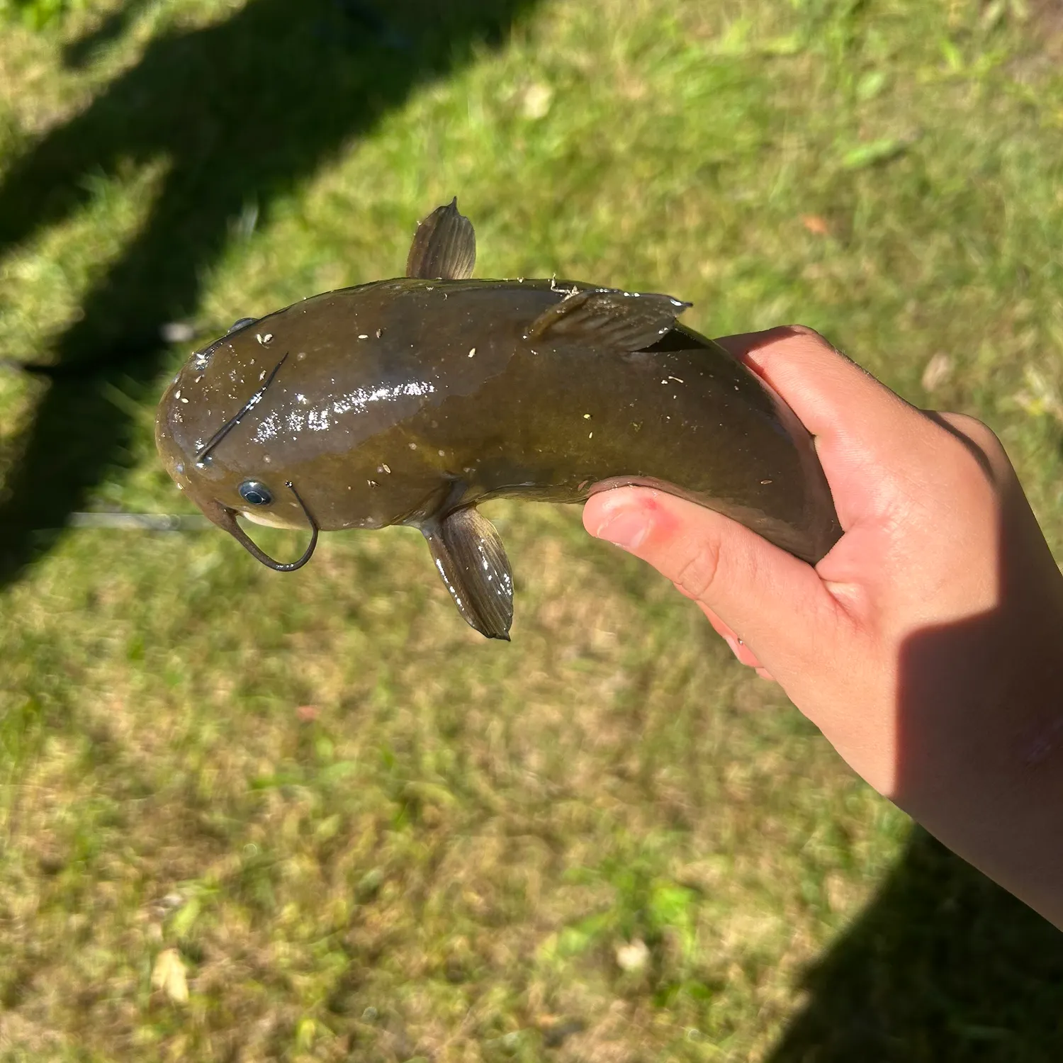 Yellow bullhead caught on Fishbrain