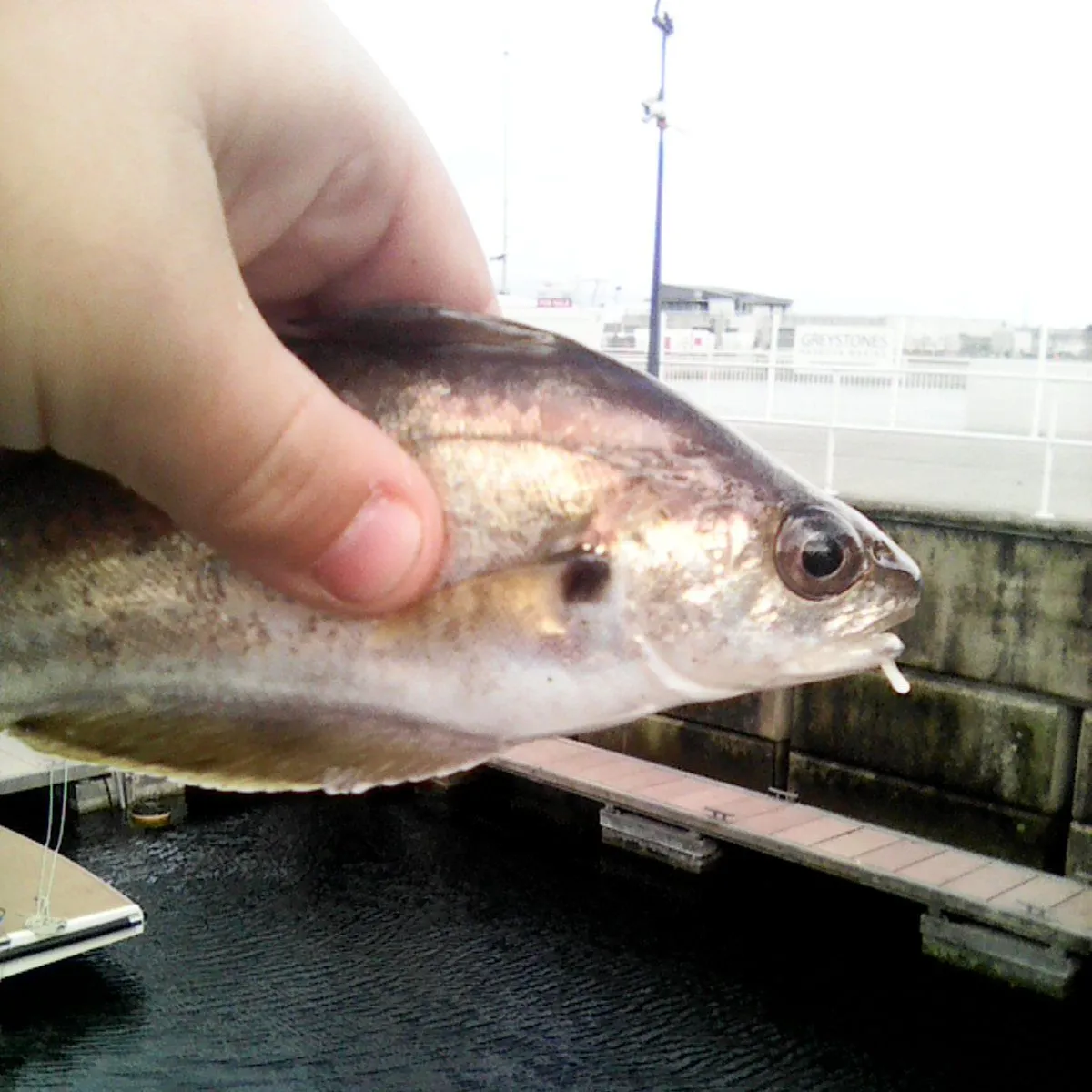 The most recent Pouting catches on Fishbrain