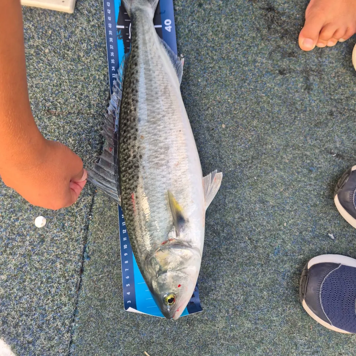 The most recent Eastern Australian salmon catches on Fishbrain