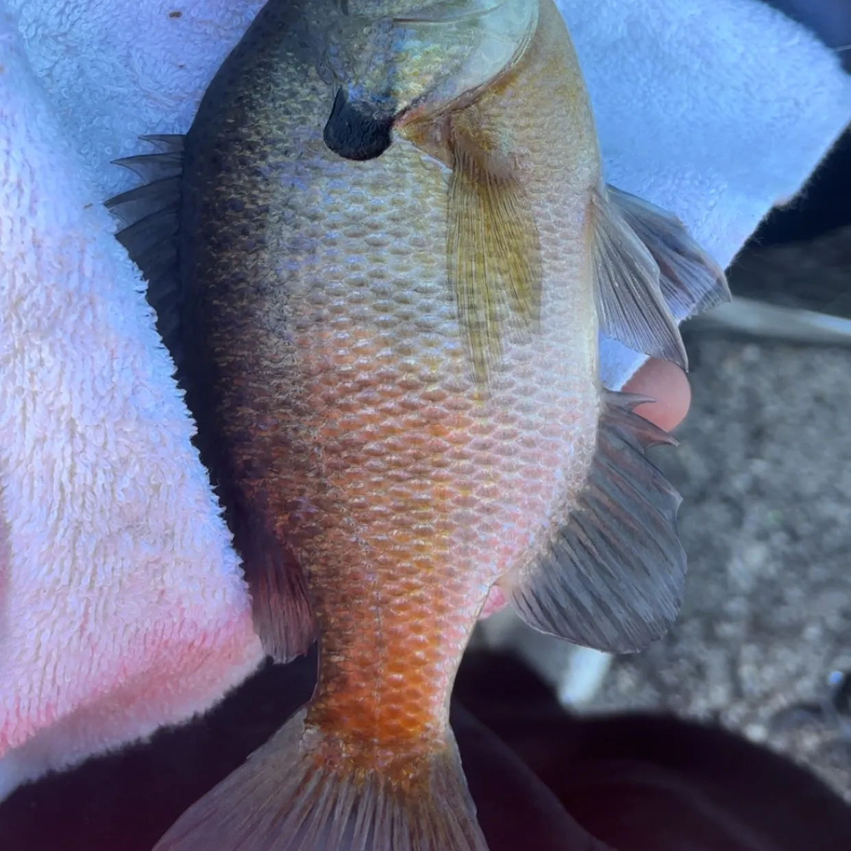 Bluegill caught on Fishbrain