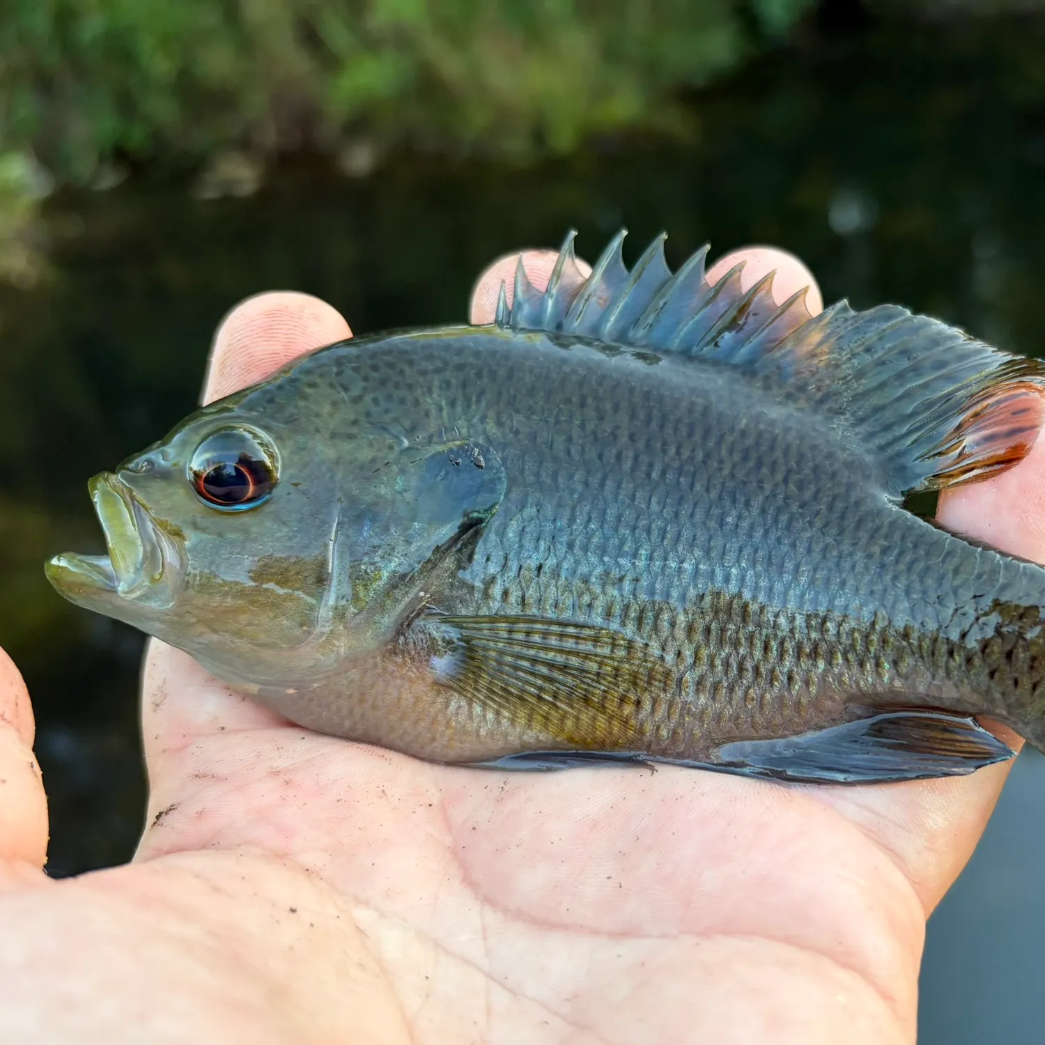 Spotted sunfish caught on Fishbrain