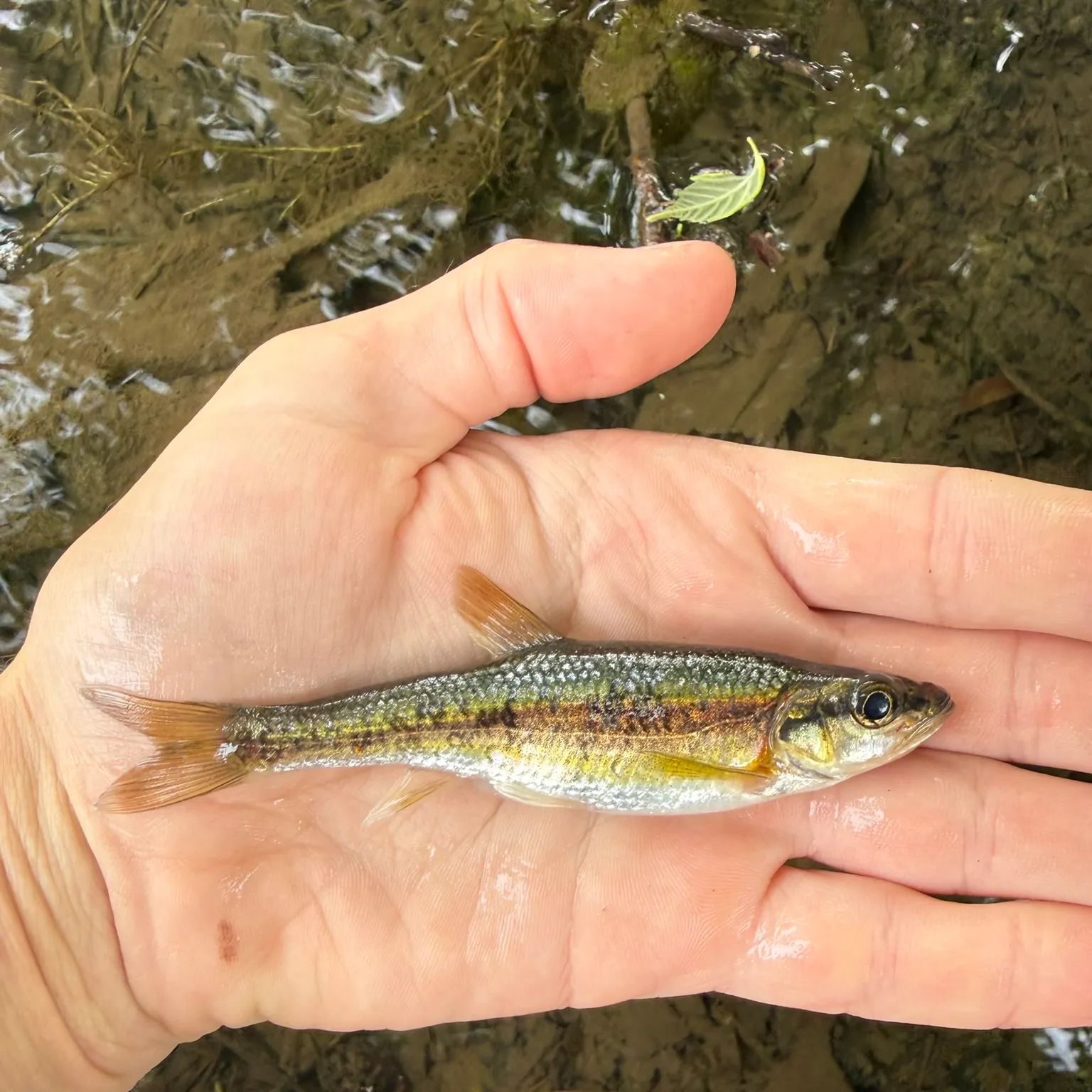 The most recent Rosyside dace catches on Fishbrain