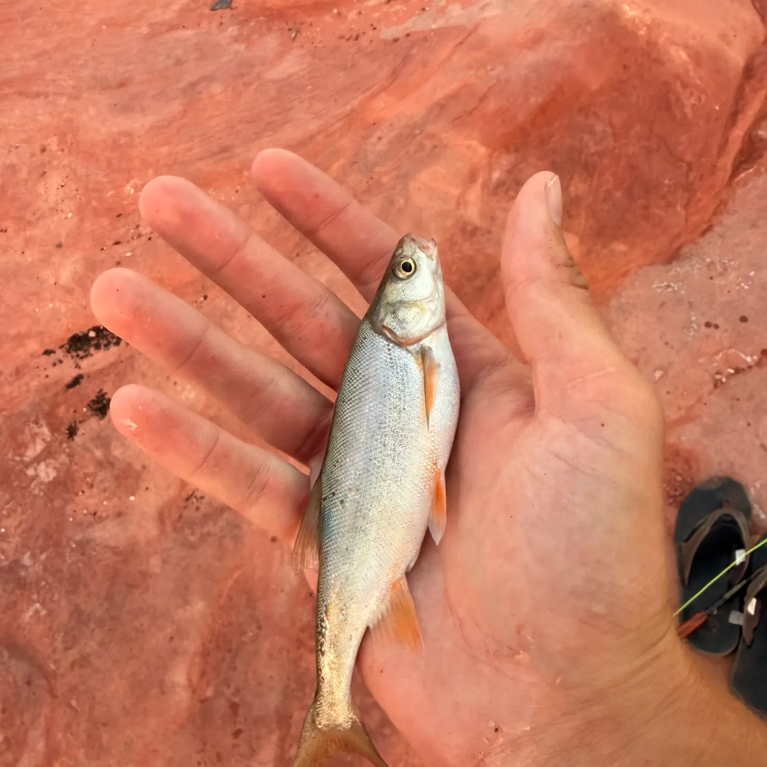 The most recent Virgin chub catches on Fishbrain
