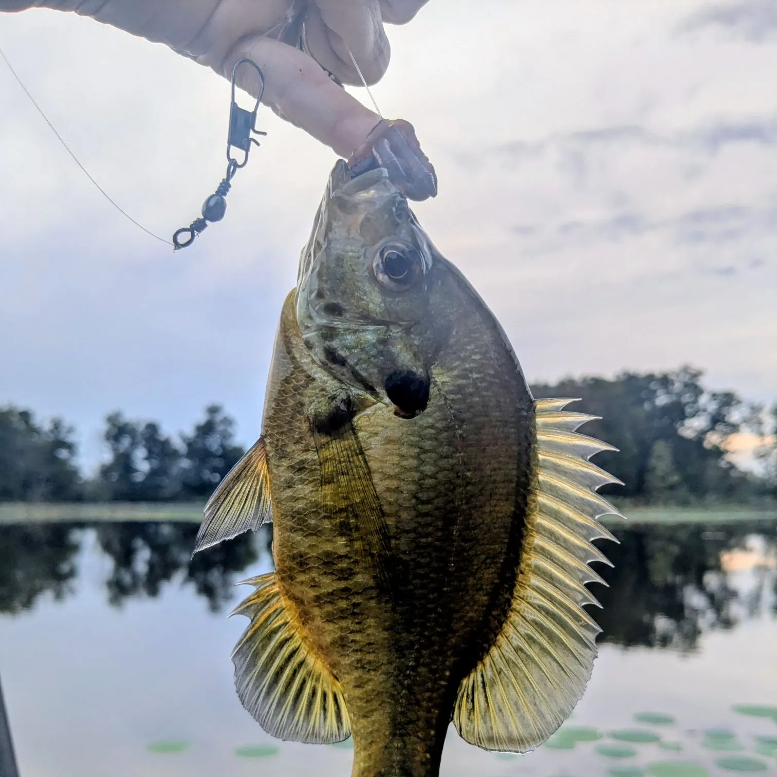 Redear sunfish caught on Fishbrain